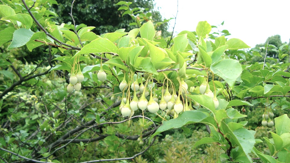 梅小路公園_012