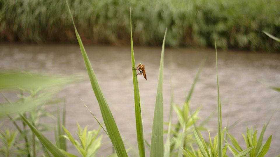 賀茂川～鴨川散策_012