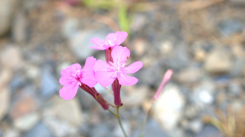 夏の北海道を歩く（前編）_021