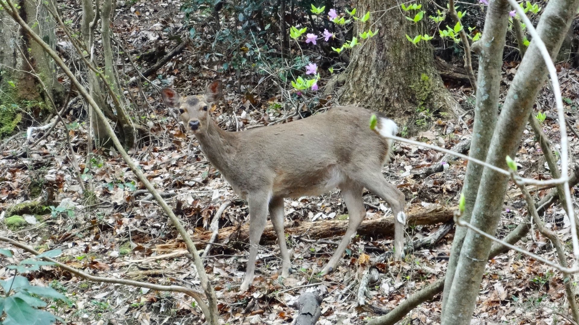 宝ヶ池公園のシカ_001